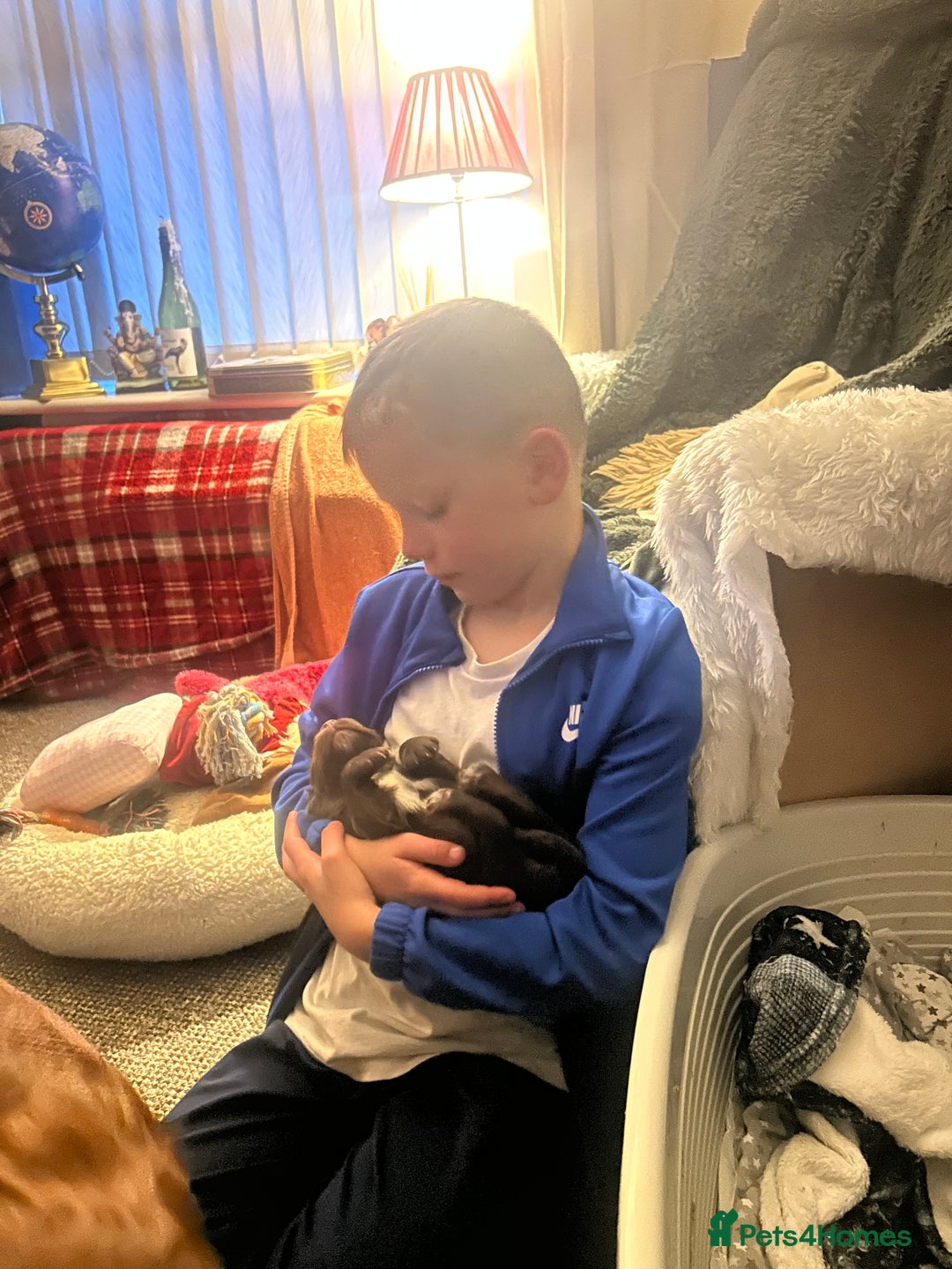 Cocker Spaniel dogs for sale: Cocker spaniel  - Advert 8