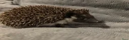 Pygmy Hedgehog rodents for sale: Male African Pygmy Hedgehog  - Advert 2