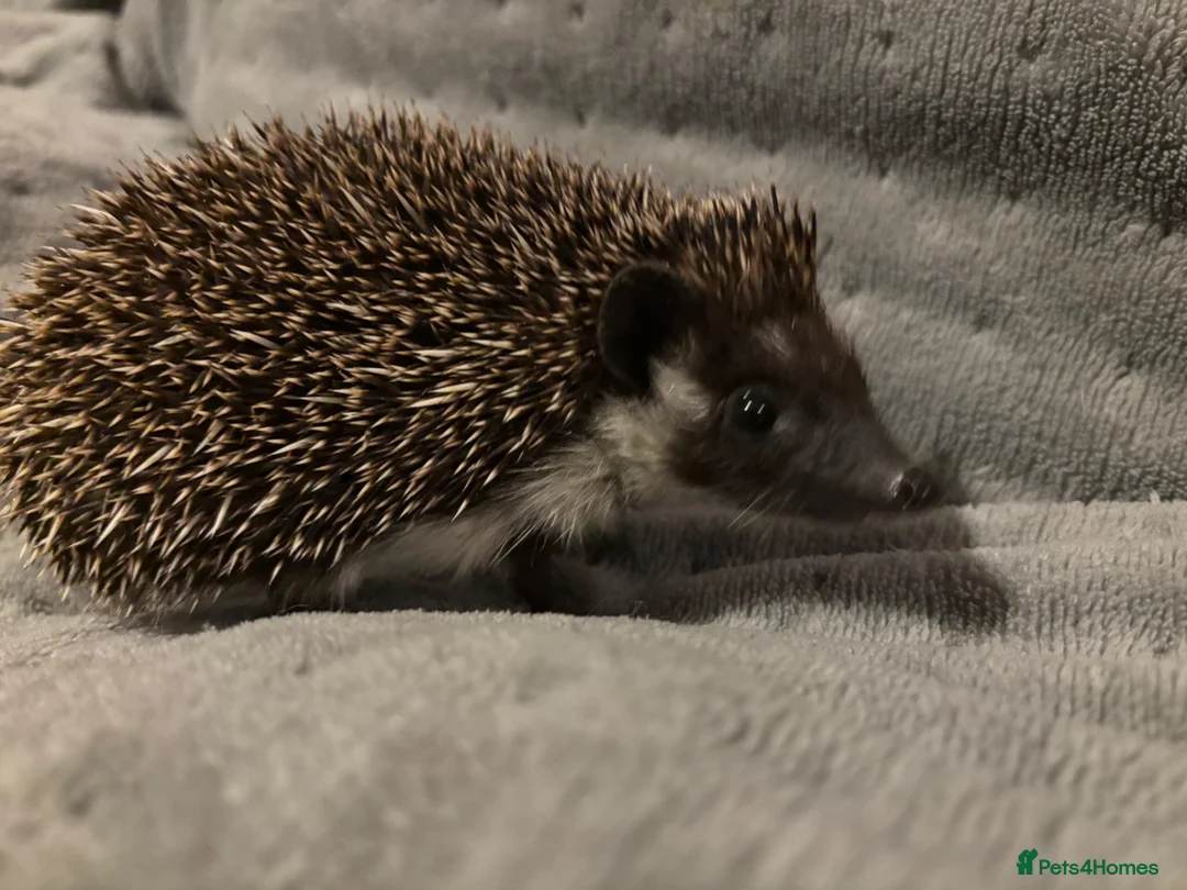 Pygmy Hedgehog rodents for sale: Male African Pygmy Hedgehog  - Advert 2