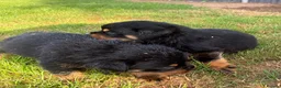 Rottweiler dogs for sale: 🏆🐾 5STAR BREEDERS🐾🏆KC REG girl and boys 💖💙 - Advert 35