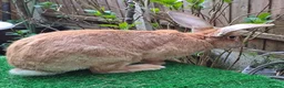 Continental Giant rabbits for sale: PURE Continental Giants VACCINATED 3 IN 1 RESERVE  - Advert 12