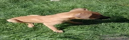 Lurcher dogs for sale: Last Outstanding male Lurcher Puppy - Advert 10