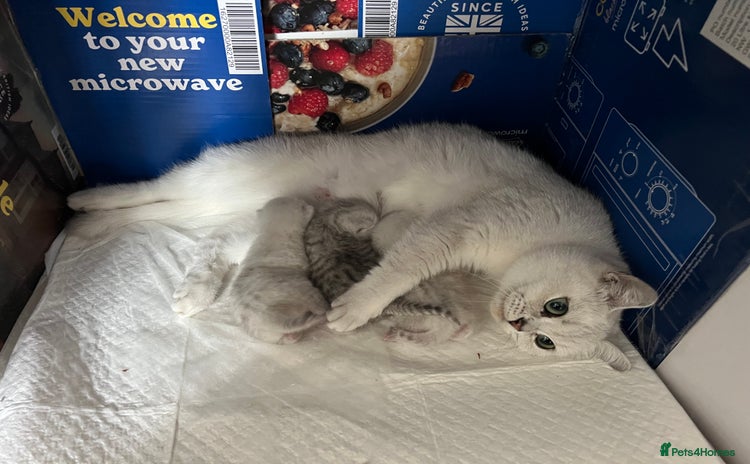 British Shorthair cats - Advert 1