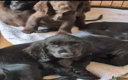 Field Spaniel dogs for sale: Rare and vulnerable Field Spaniel puppies LAST FEW - Image 2