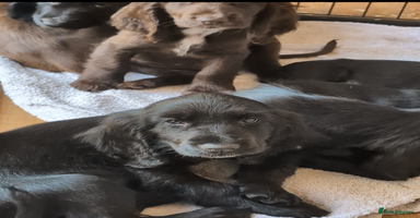 Field Spaniel dogs - Advert 4