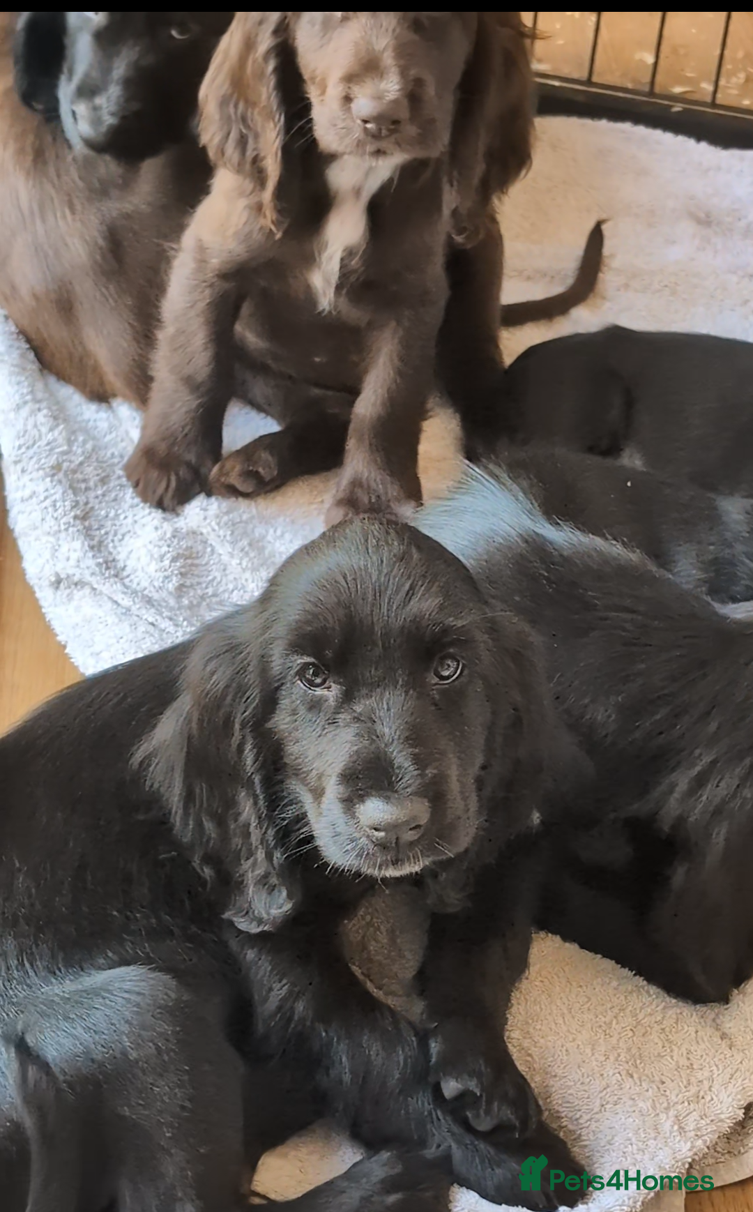 Field Spaniel dogs for sale: Rare and vulnerable Field Spaniel puppies LAST FEW - Image 2