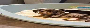 Dachshund 1