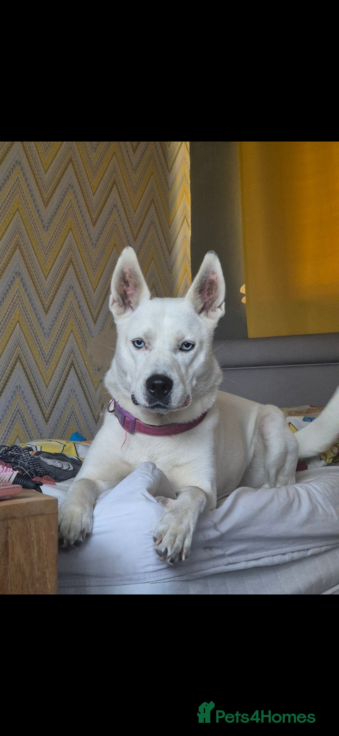 Mixed Breed dogs for sale: Husky cross puppies for sale  - Image 10