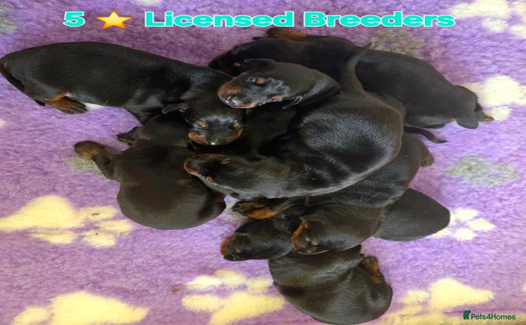 Dobermann dogs - Advert 1