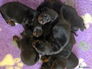 Dobermann dogs - Advert 2