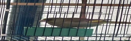 Finches birds for sale: Green finch  in London - Advert 8
