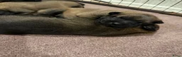 Belgian Shepherd Dog dogs for sale: Belgian Malinios Puppy’s in Liphook - Advert 4