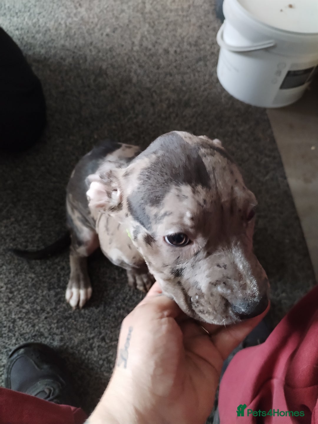 American Bulldog dogs for sale: Beautiful American bulldog  - Image 6