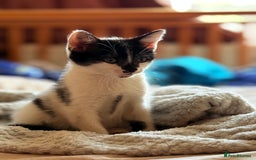 Mixed Breed cats for sale: Lovely kittens looking for a new home - Image 4