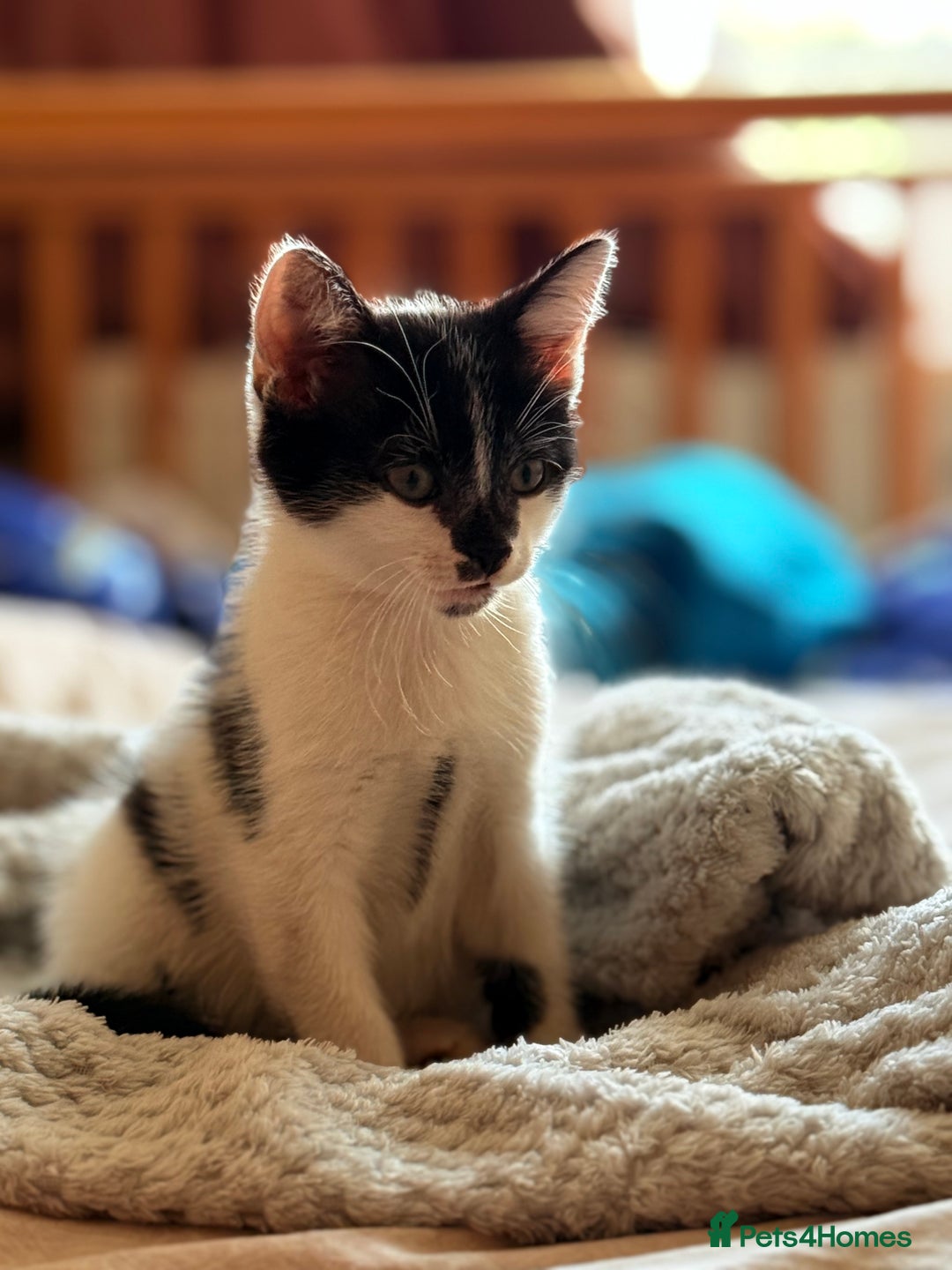 Mixed Breed cats for sale: Lovely kittens looking for a new home - Image 4