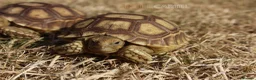 Tortoise reptiles for sale: Baby Sulcata Hatchlings & Set Ups!! - Advert 12
