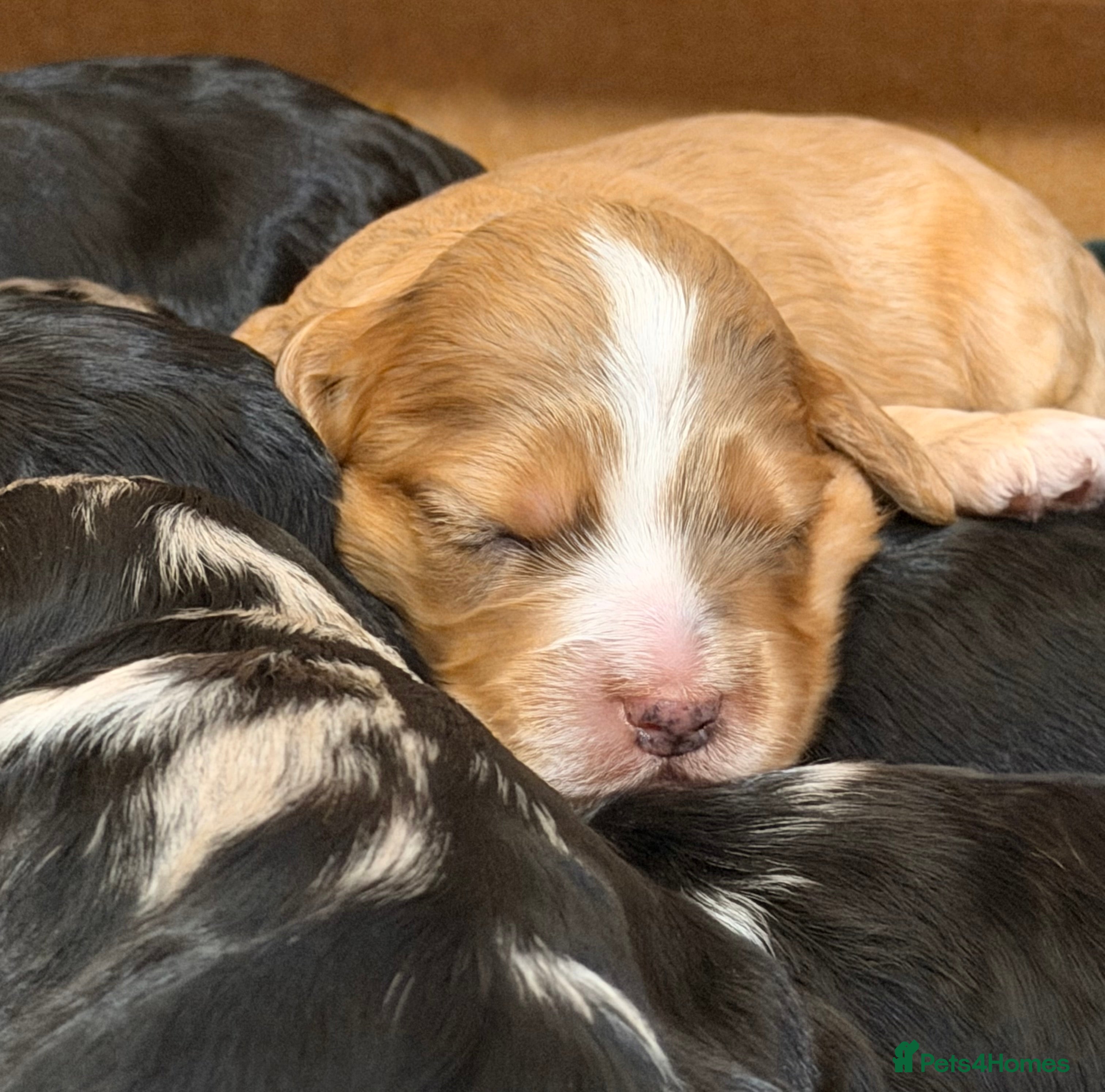 Cockapoo dogs F1 Cockapoo Puppies - Advert 1