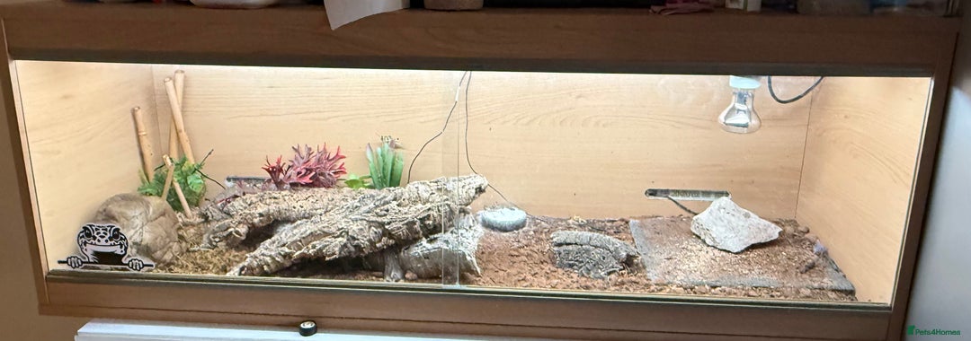 Mixed Breed reptiles for sale: Beautiful leopard gecko with full set up  - Image 4
