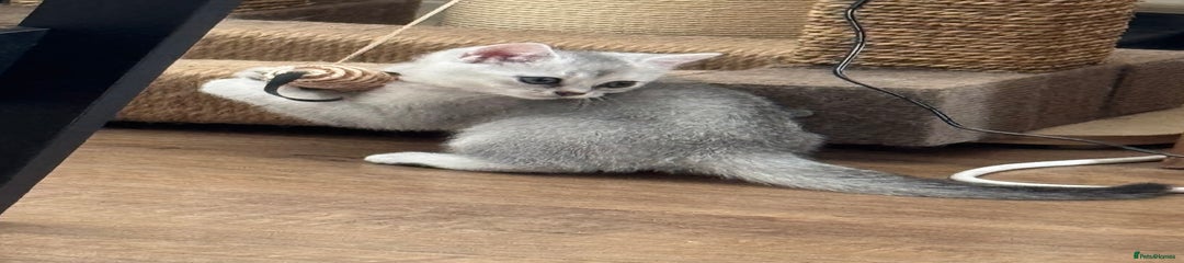 British Shorthair Kitten 2