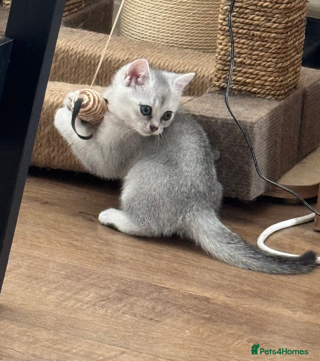 British Shorthair cats for sale: British shorthair x kittens for sale - Image 8