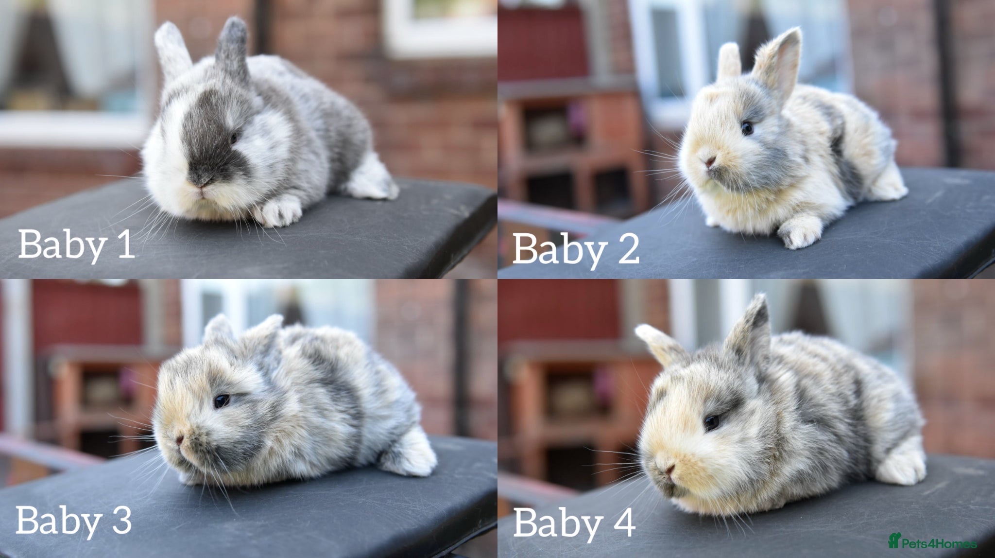 Lionhead rabbits Baby Lionhead x Lops Looking For New Home - Advert 22