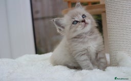 Ragdoll cats for sale: TICA Blue Bicolour Ragdoll Mink Cherubim Kittens  - Image 6