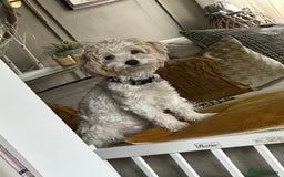Mixed Breed dogs for sale: Litter of 5 beautiful puppies - Image 6