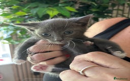 Mixed Breed cats for sale: Adorable kitten - Image 17