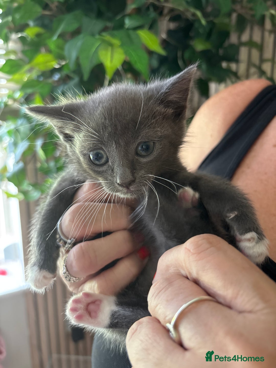 Mixed Breed cats for sale: Adorable kitten - Image 17