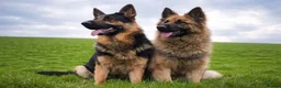 German Shepherd dogs for sale: German shepherd puppys  in Saint Austell - Advert 23