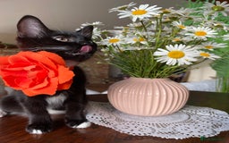 Mixed Breed cats for sale: 😻🐱Meet our adorable Little Princess - Image 6