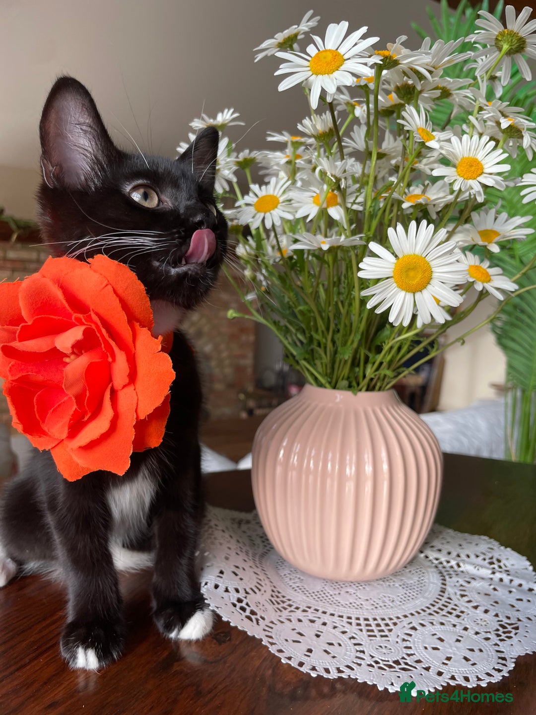 Mixed Breed cats for sale: 😻🐱Meet our adorable Little Princess - Image 6