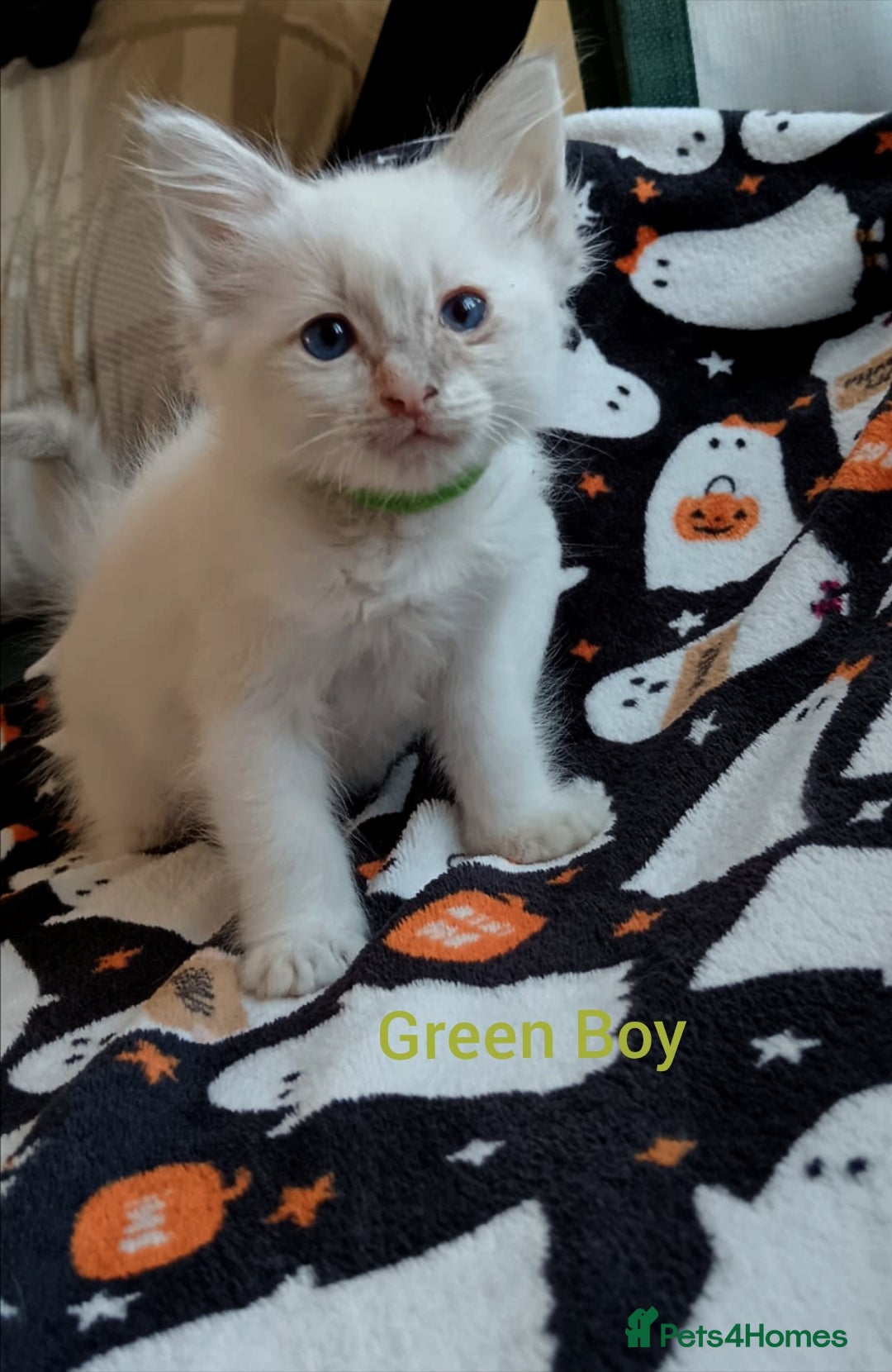 Ragdoll cats for sale: Ragdoll kittens  - Image 9