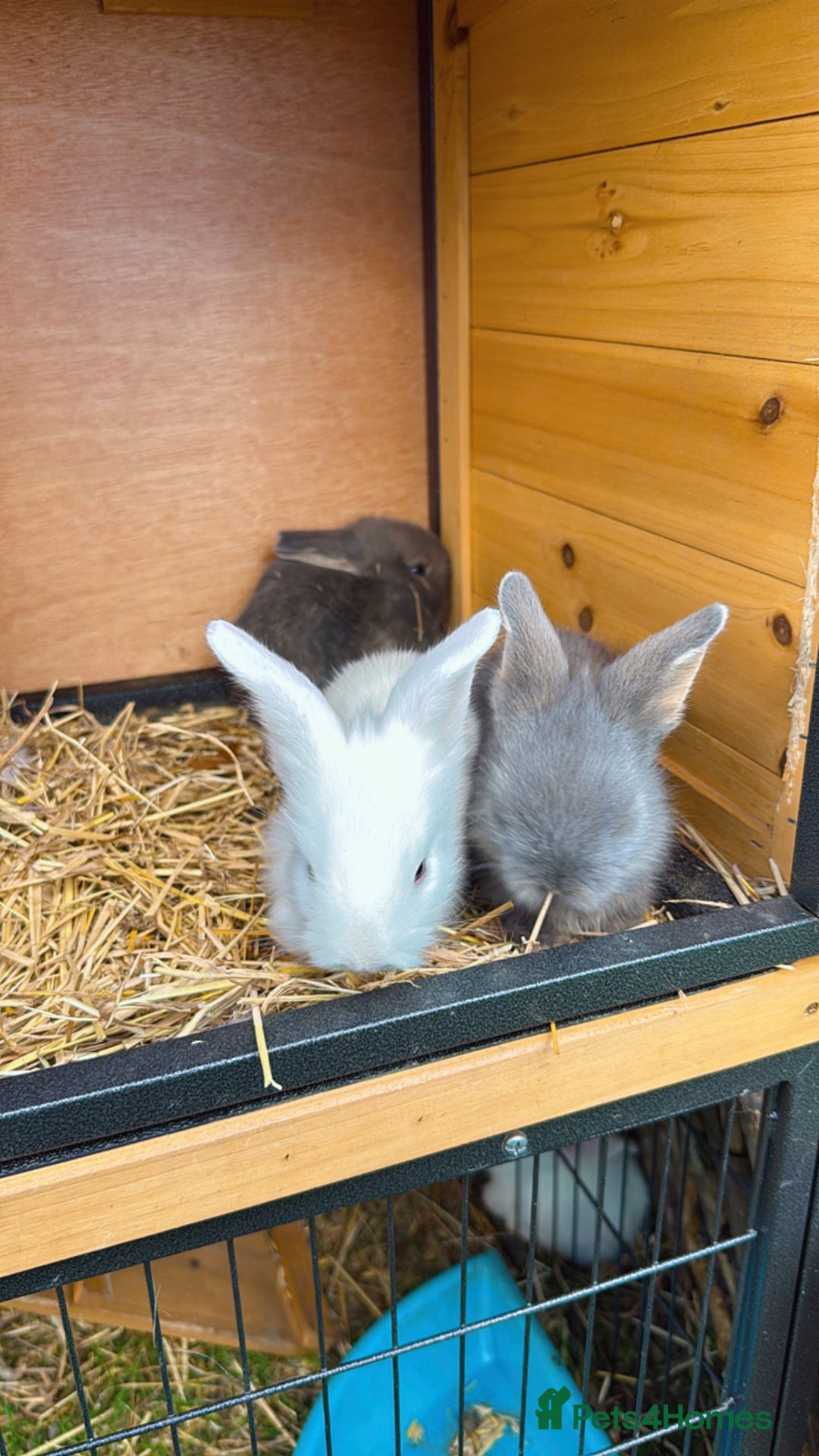 Mixed Breed rabbits for sale: Bunnies/rabbits ( in 2 weeks Will be ready to go ) - Image 5