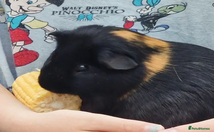 Guinea Pig rodents - Advert 1