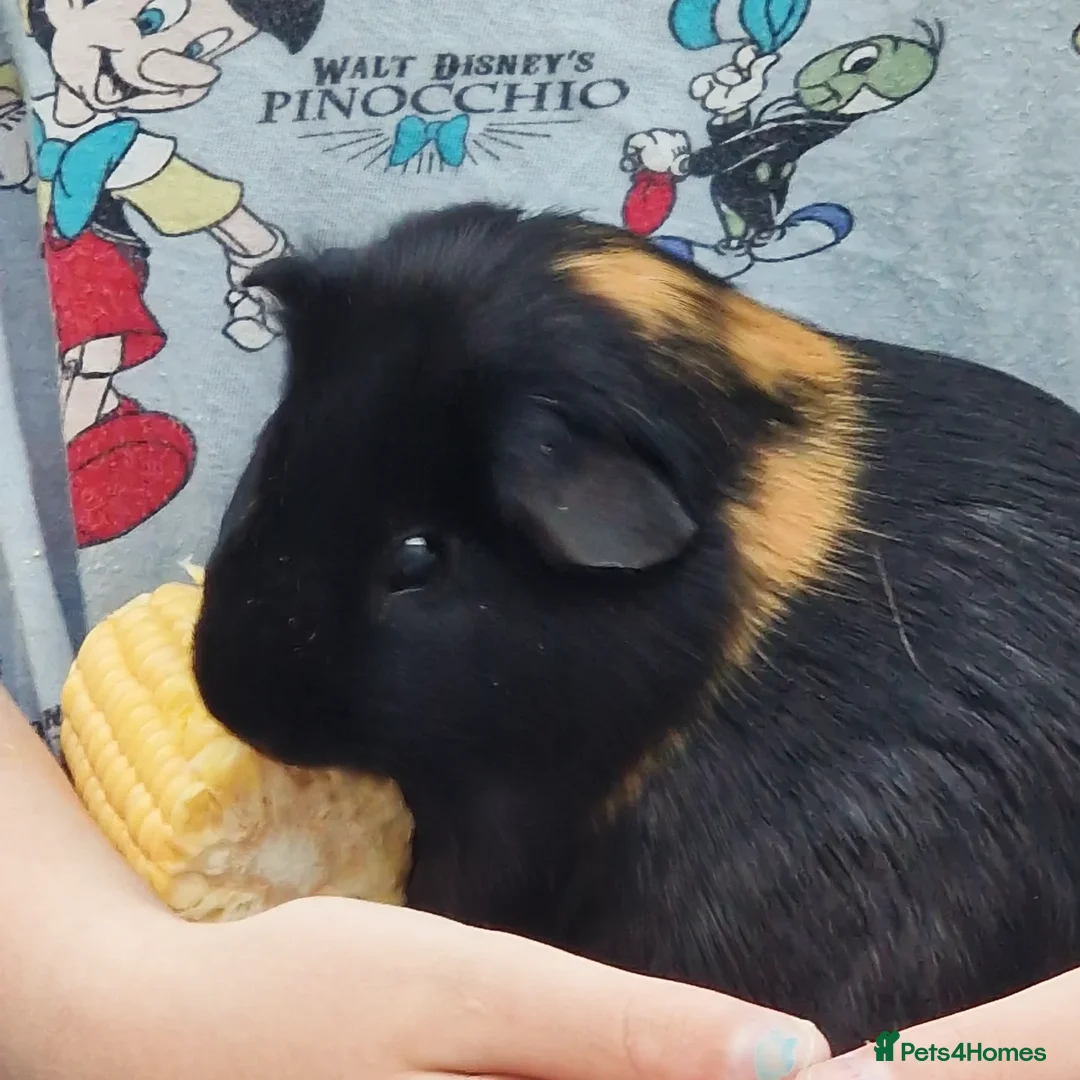 Guinea Pig rodents for sale: Guinea Pigs for adoption  - Image 1