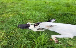 Border Collie dogs for sale: 3 beautifull girls, ready for new homes - Image 4