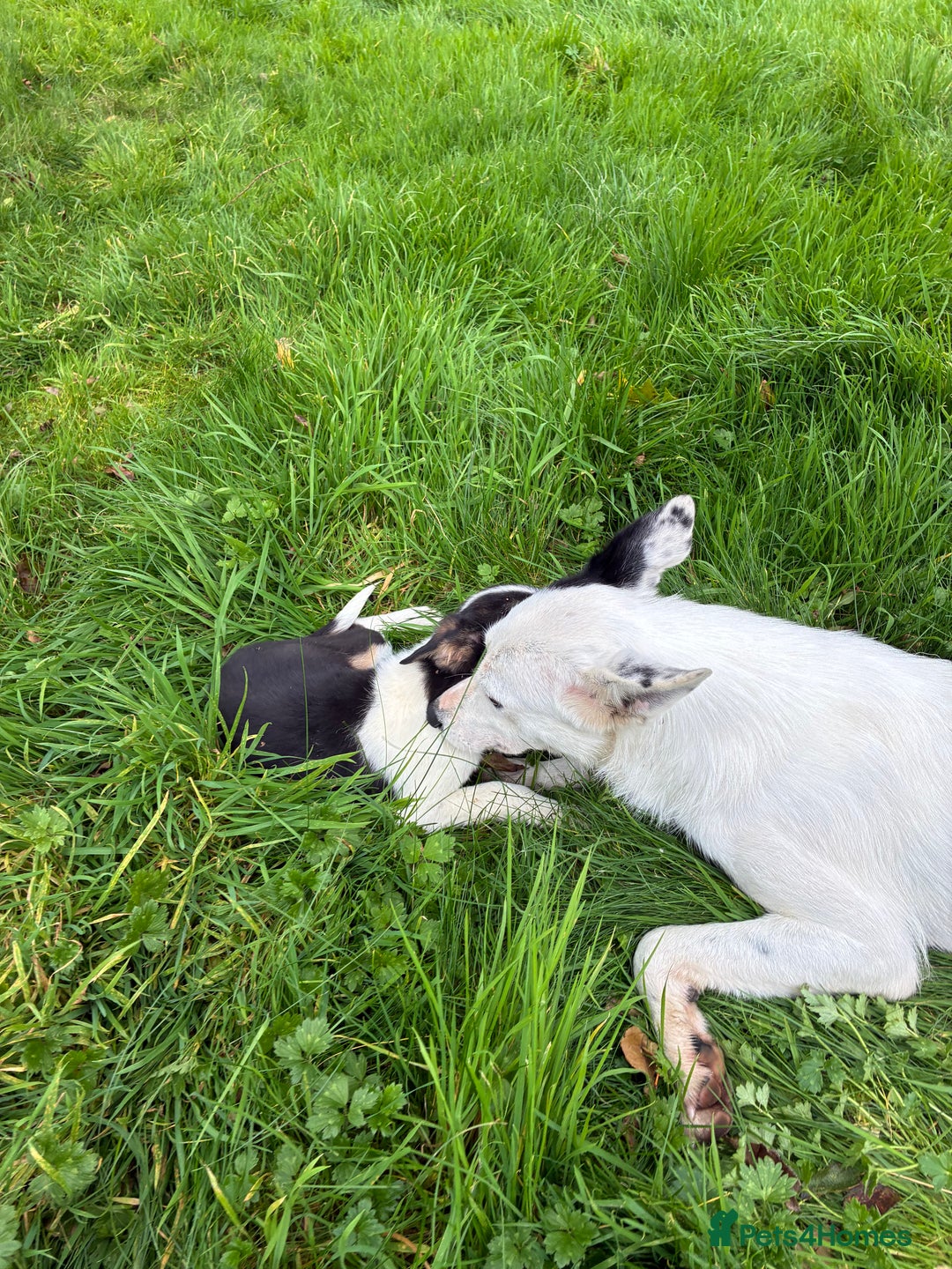 Border Collie dogs for sale: 3 beautifull girls, ready for new homes - Image 4