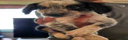Mixed Breed dogs for sale: Beautiful litter of collie x cocker spaniel  - Advert 9