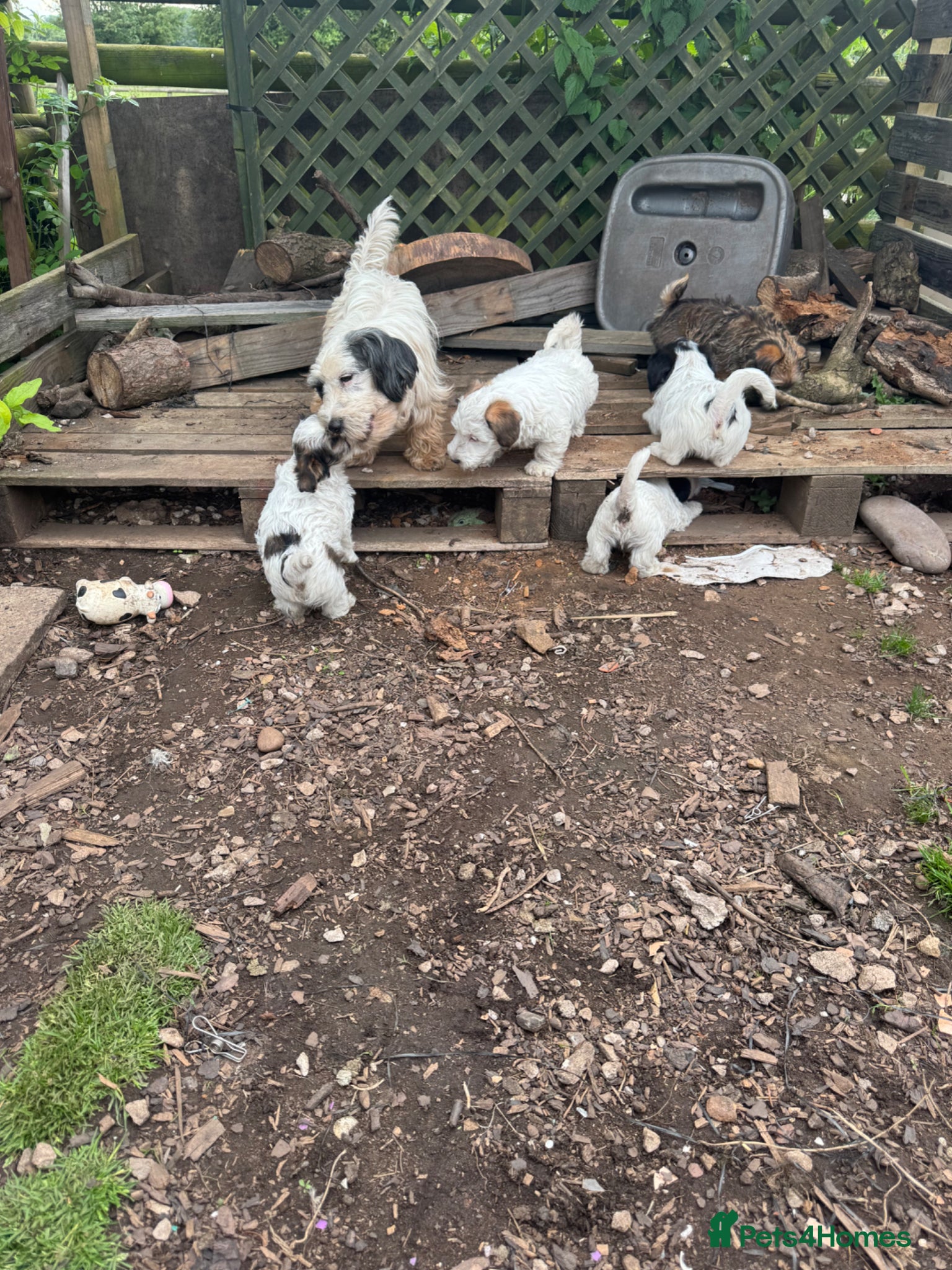 Mixed Breed dogs Sporting Lucas Terrier x Sealyham Terrier Puppies  - Advert 1