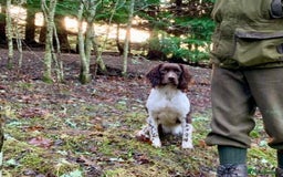 English Springer Spaniel dogs for sale: Springer spaniel pups  - Image 10