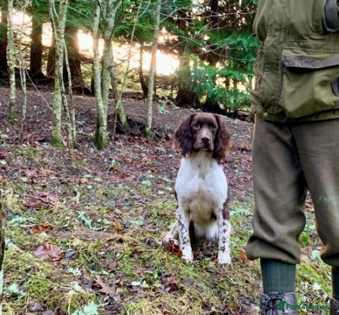 English Springer Spaniel dogs for sale: Springer spaniel pups  - Image 10