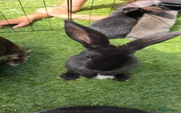 Dwarf Lop rabbits for sale: 9 Dwarf lop Rabbits ready for a new home - Image 16