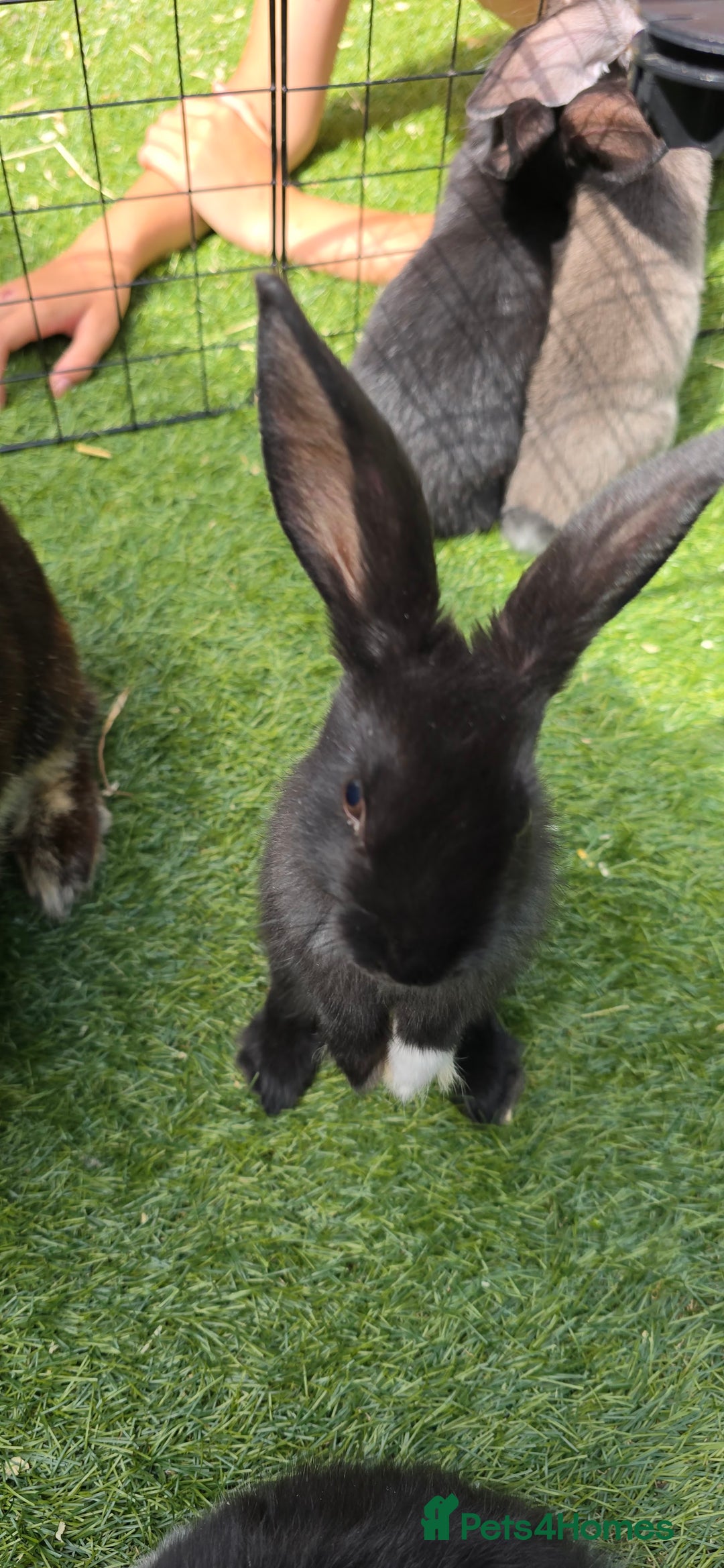 Dwarf Lop rabbits for sale: 9 Dwarf lop Rabbits ready for a new home - Image 16
