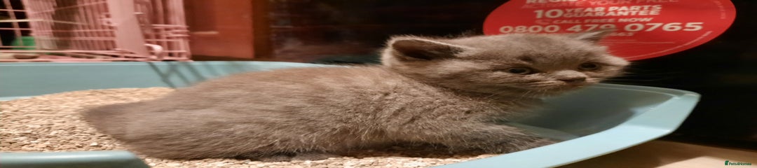 British Shorthair Kitten 1