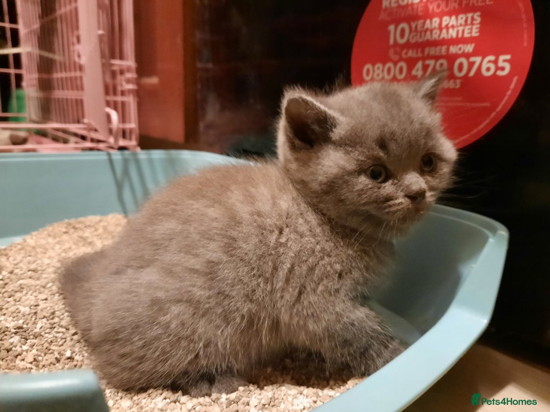 British Shorthair cats for sale: Little british shorthair kittens  - Image 24