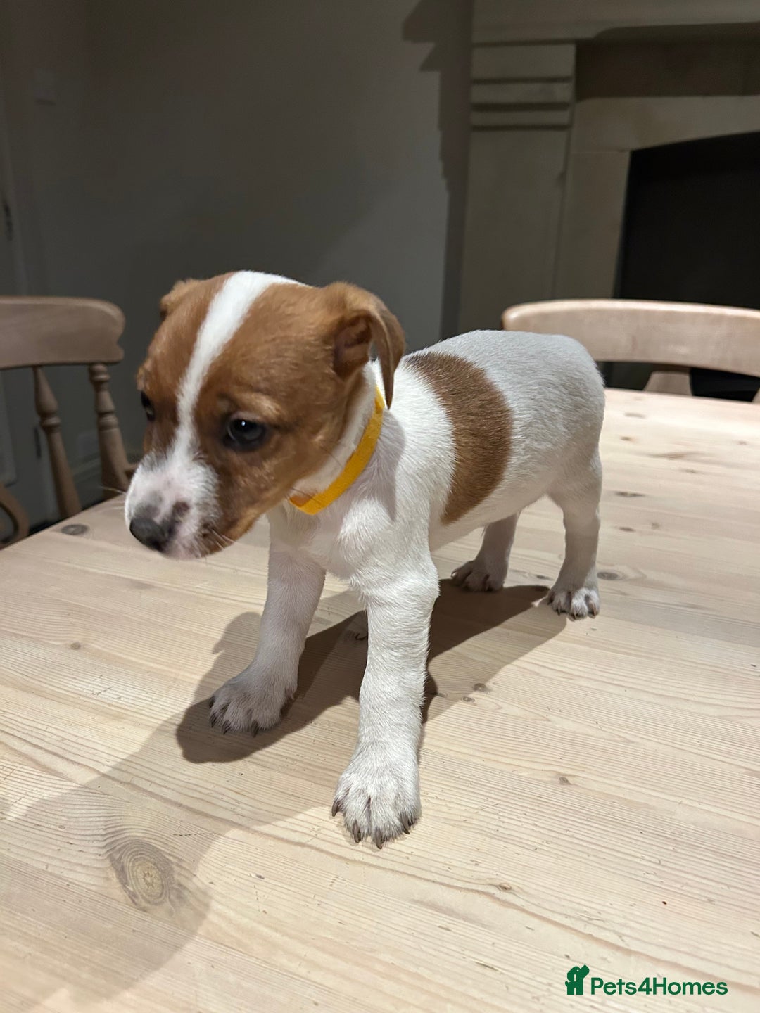 Mixed Breed dogs for sale: Parson / Jack Russell puppies - Advert 24