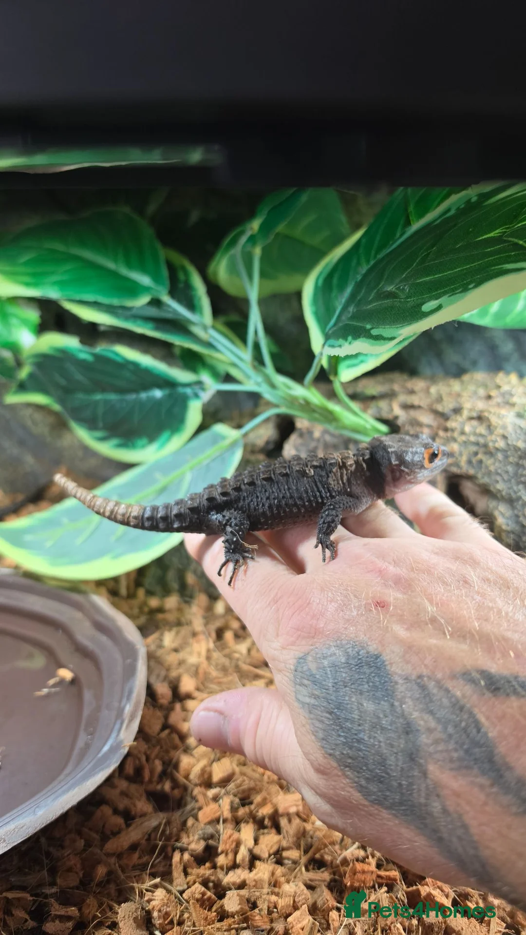 Skink reptiles for sale: Full set up and a pair of redeyed crocodile skinks - Advert 6