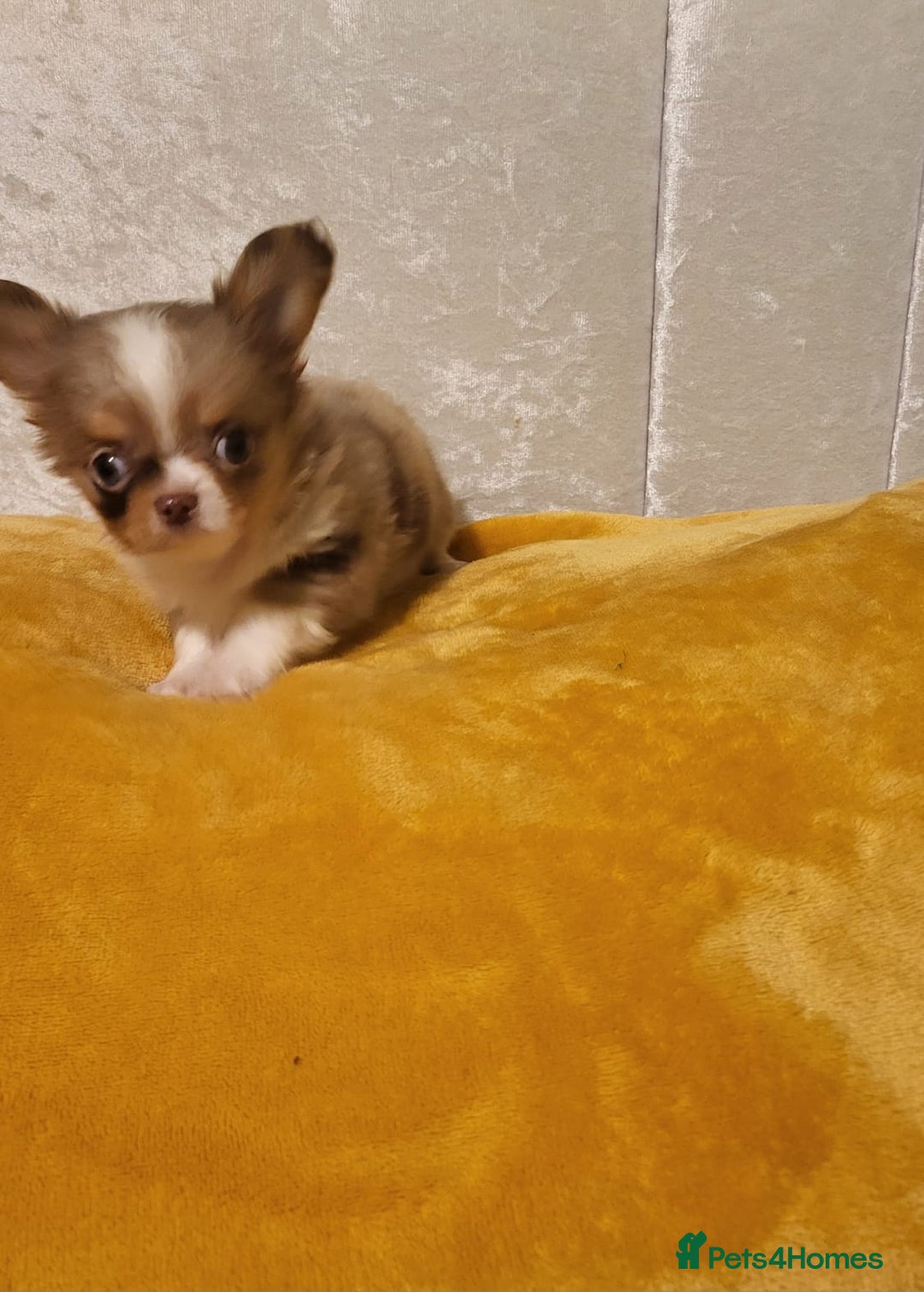 Chihuahua dogs for sale: Beautiful Long-Haired Chihuahua Puppies - Advert 8