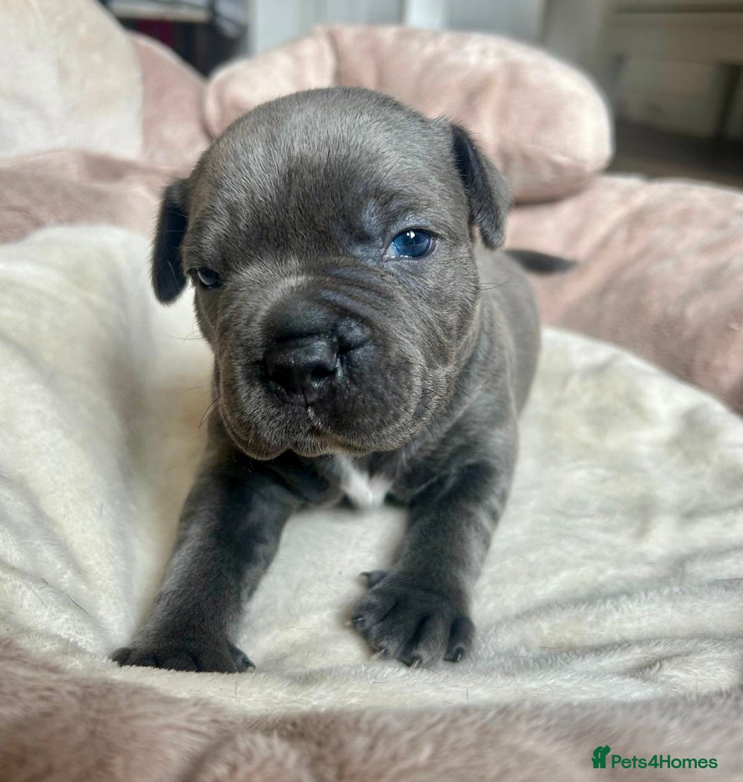 Staffordshire Bull Terrier dogs for sale: 🐾 Beautiful Staffordshire Bull Terrier Puppies 🐾 - Image 8